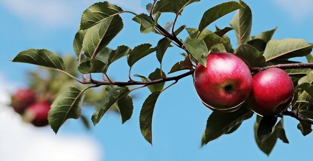 Jabłka w chłodni – jak je długo przechować?